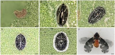 Diversity of endosymbionts in camellia spiny whitefly, Aleurocanthus camelliae (Hemiptera: Aleyrodidae), estimated by 16S rRNA analysis and their biological implications